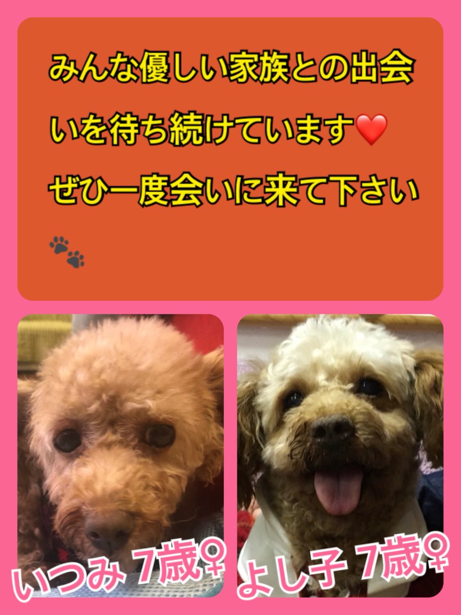 🐾今日の里親様募集中ワンコ🐶メンバーです🐾2019,12,17